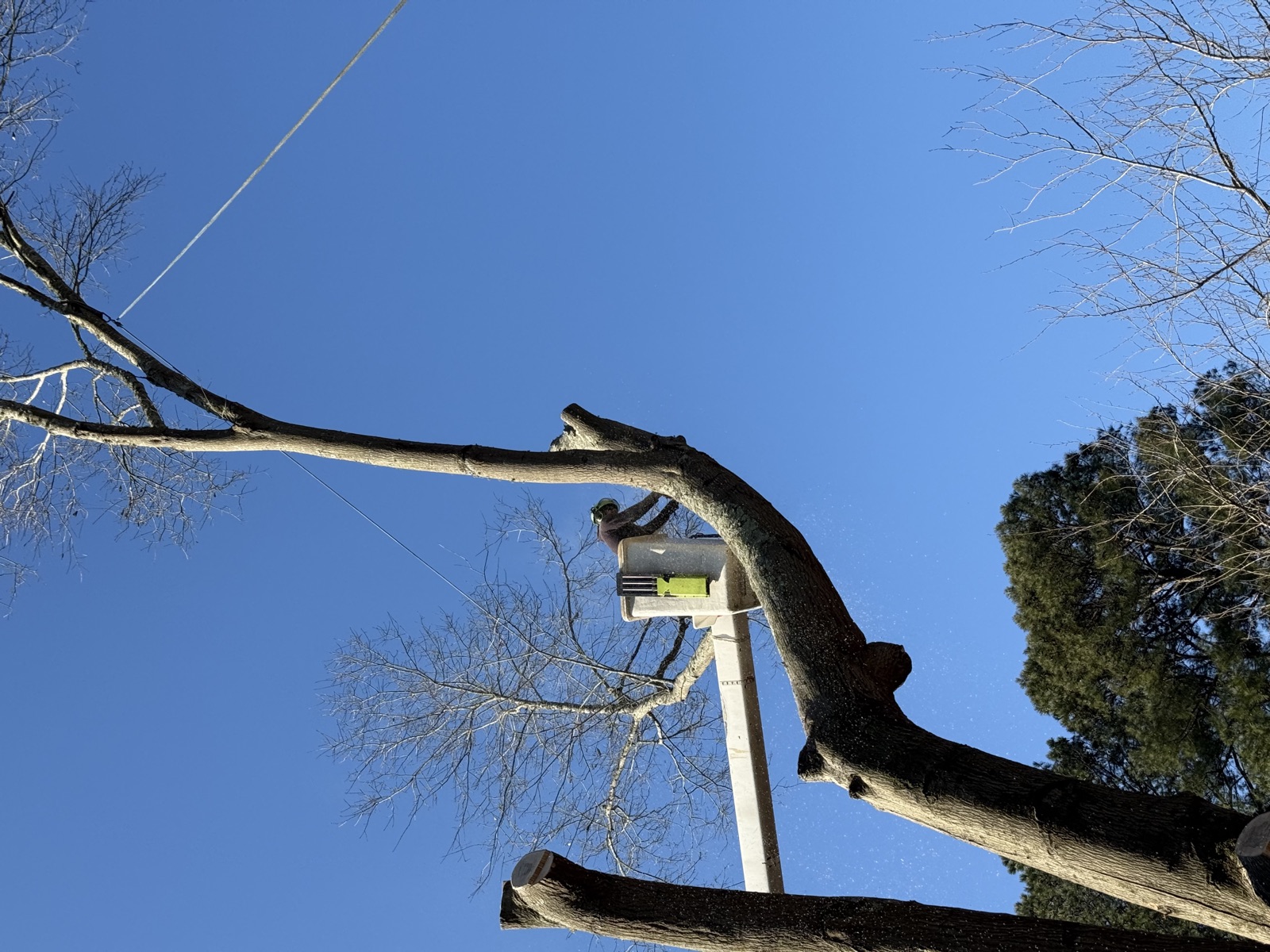 Crane ball and rope visible as Johnny Timbers crew cuts tree against clear blue sky Williamsburg VA