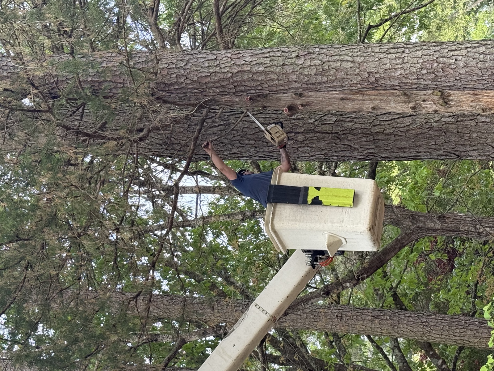 Johnny Timbers crew member in bucket truck cutting massive horizontal log with chainsaw Williamsburg VA