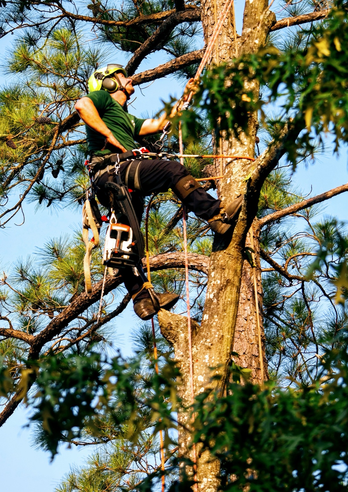 Johnny Timbers arborist in branded green shirt climbing pine tree Williamsburg VA