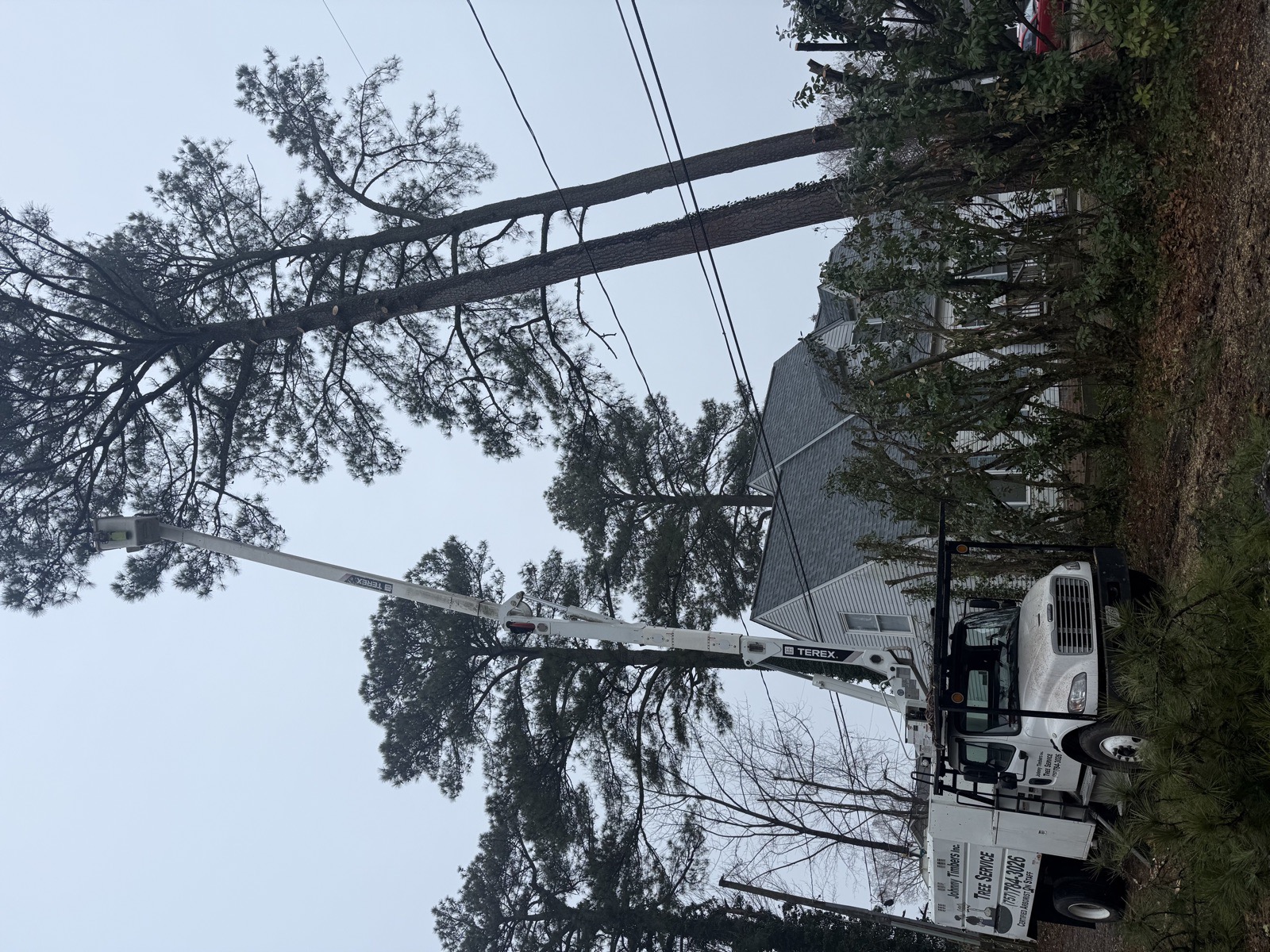 Johnny Timbers bucket truck positioned at base of tall pine tree for removal in Williamsburg VA