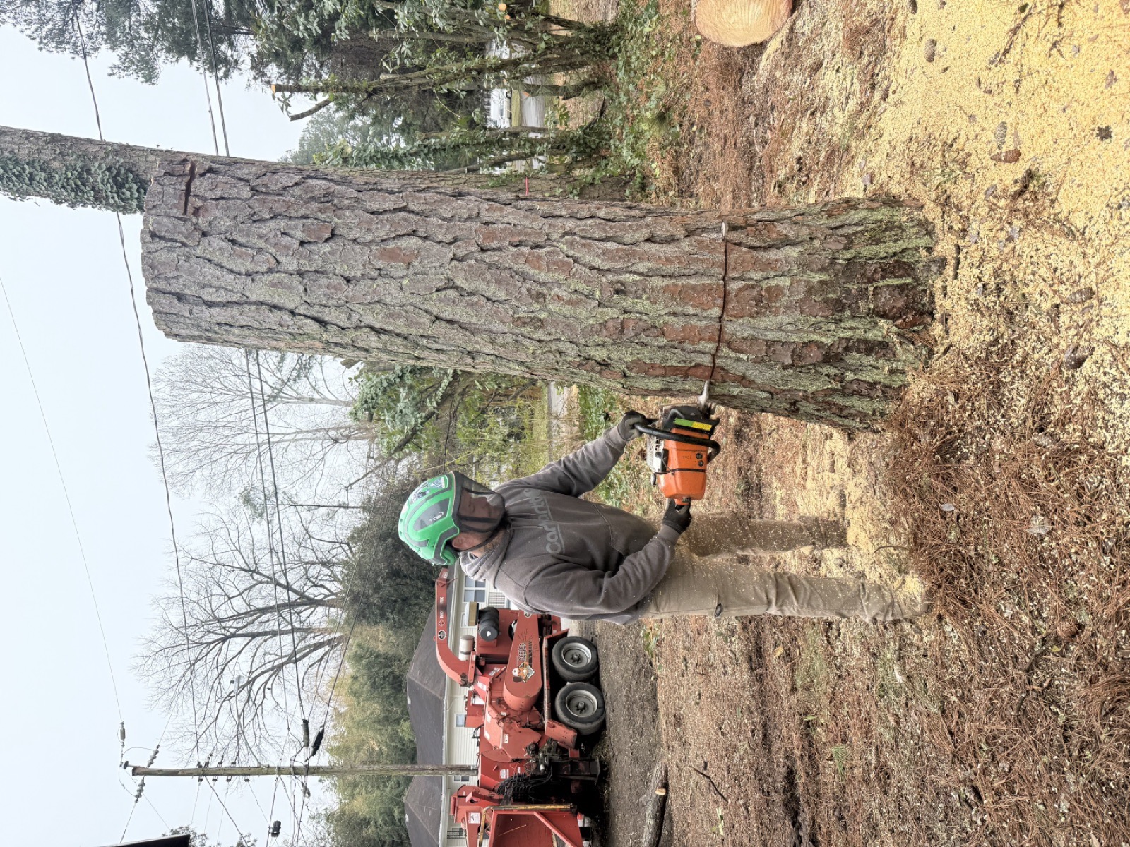 Johnny Timbers crew member cutting large tree trunk at ground level with chainsaw Williamsburg VA