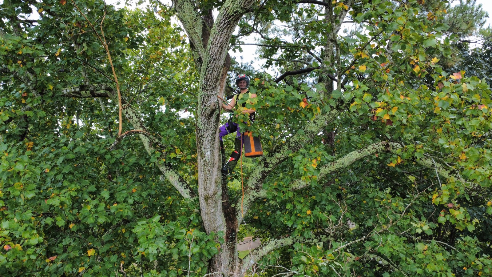 Drone aerial shot of Johnny Timbers arborist working high in tree canopy Williamsburg VA