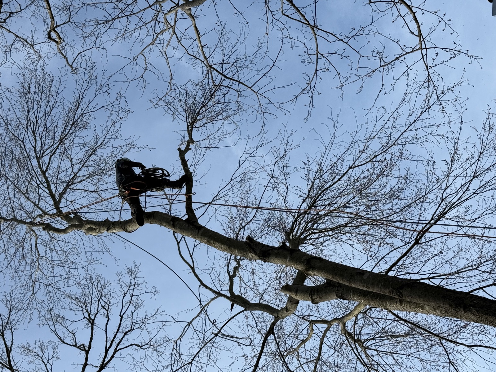ISA Certified Arborist pruning tree in Williamsburg VA