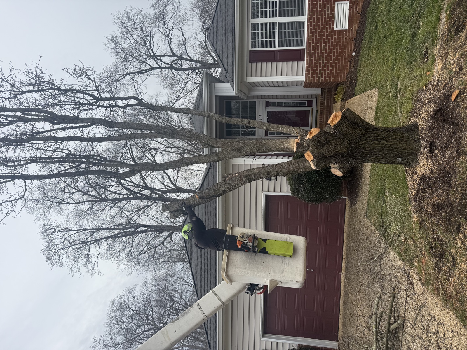 Tree removal at residential home in Williamsburg VA